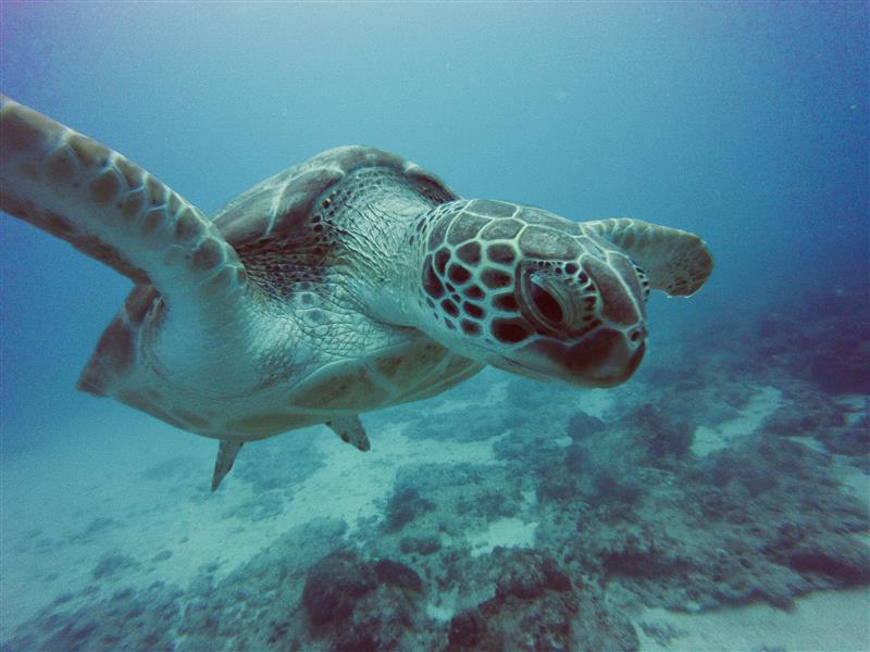 Blue Odyssey Diving - Tortue